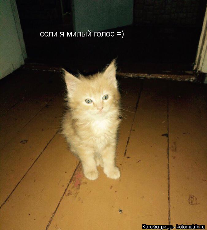 если я милый голос =)... Котоматрица: если я милый голос =)