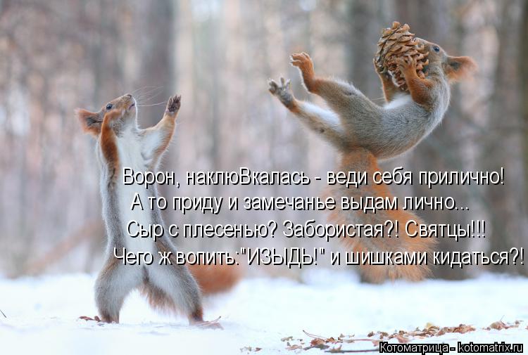 Ворон, наклюВкалась - веди себя прилично! А то приду и замечанье выдам лично... Сыр с плесенью? Забо... Котоматрица: Ворон, наклюВкалась - веди себя прилично! А то приду и замечанье выдам лично... Сыр с плесенью? Забористая?! Святцы!!! Чего ж вопить:"ИЗЫДЬ!" и ши