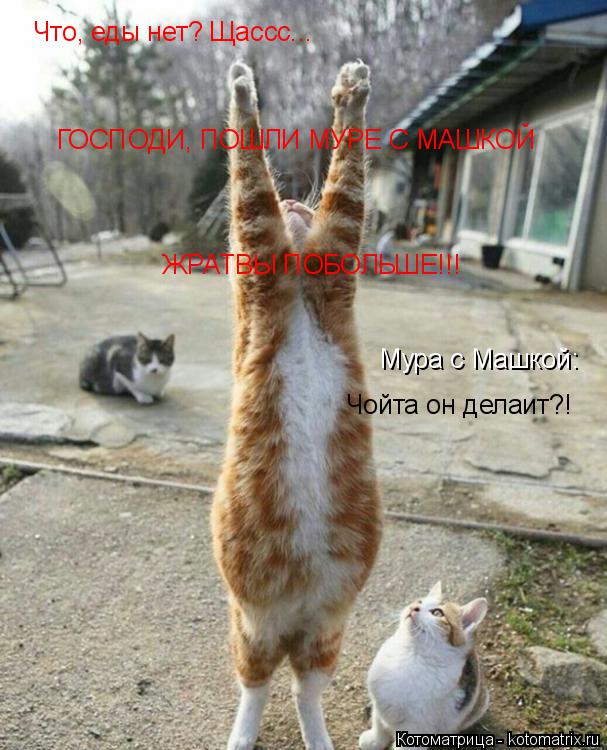 Котоматрица: Что, еды нет? Щассс... ГОСПОДИ, ПОШЛИ МУРЕ С МАШКОЙ  Мура с Машкой: Чойта он делаит?! ЖРАТВЫ ПОБОЛЬШЕ!!!