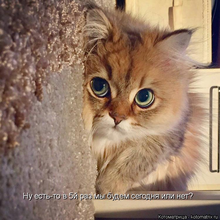Котоматрица: Ну есть-то в 5й раз мы будем сегодня или нет?