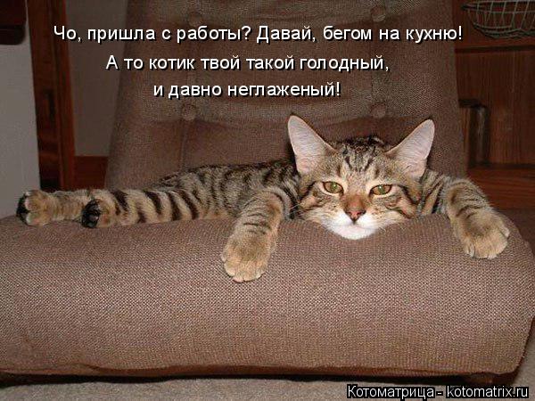 Котоматрица: Чо, пришла с работы? Давай, бегом на кухню! А то котик твой такой голодный,  и давно неглаженый!