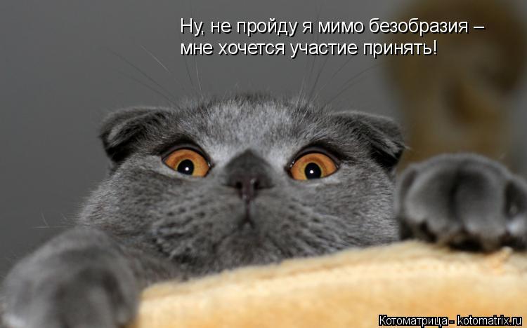 Котоматрица: Ну, не пройду я мимо безобразия –  мне хочется участие принять!
