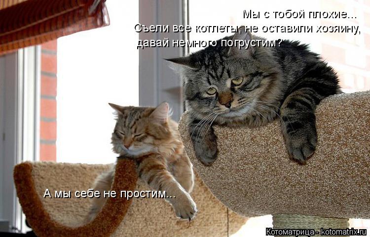 Котоматрица: Мы с тобой плохие...  Съели все котлеты, не оставили хозяину, давай немного погрустим? А мы себе не простим...