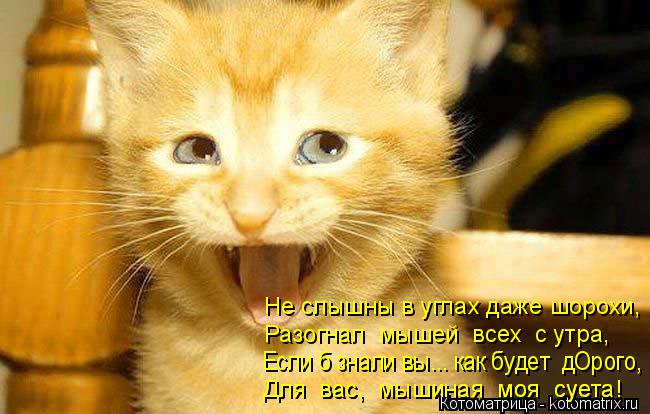 Котоматрица: Не слышны в углах даже шорохи, Разогнал  мышей  всех  с утра,  Если б знали вы... как будет  дОрого, Для  вас,  мышиная  моя  суета! Для  вас,  мышина