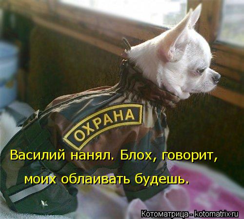 Василий нанял. Блох, говорит, моих облаивать будешь.... Котоматрица: Василий нанял. Блох, говорит, моих облаивать будешь.