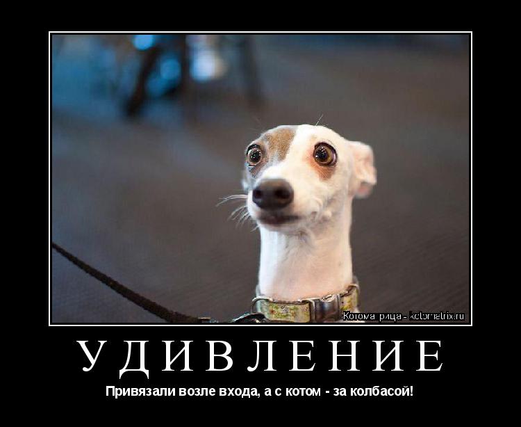 Котоматрица: УДИВЛЕНИЕ Привязали возле входа, а с котом - за колбасой!