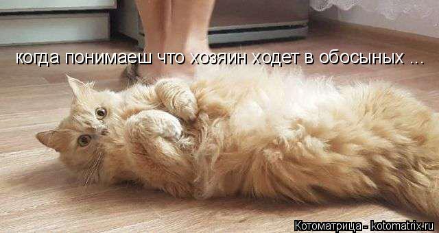 Котоматрица: когда понимаеш что хозяин ходет в обосыных ...