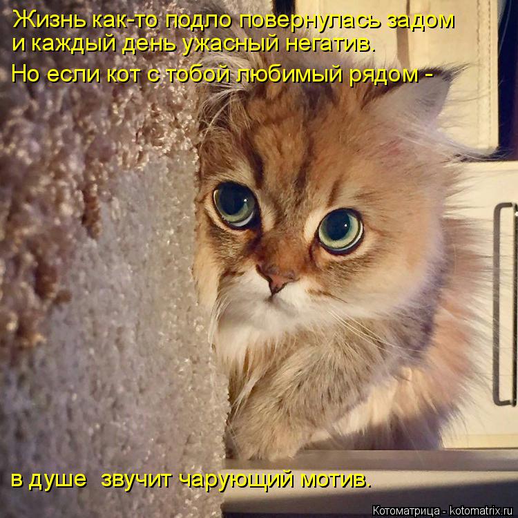 Котоматрица: Жизнь как-то подло повернулась задом  и каждый день ужасный негатив. Но если кот с тобой любимый рядом -  в душе  звучит чарующий мотив. в душе