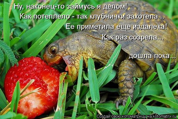 Котоматрица: Ну, наконец-то займусь я делом! Как потеплело - так клубнички захотела... Ее приметила еще издалека! Как раз созрела...  дошла пока...
