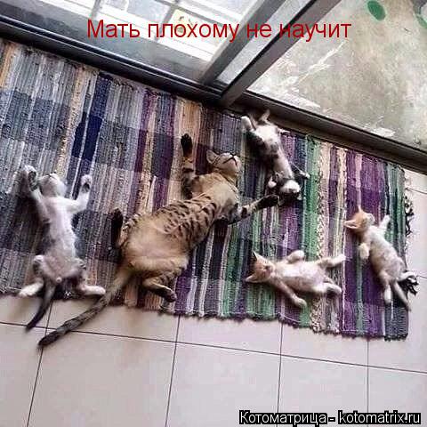 Котоматрица: Мать плохому не научит