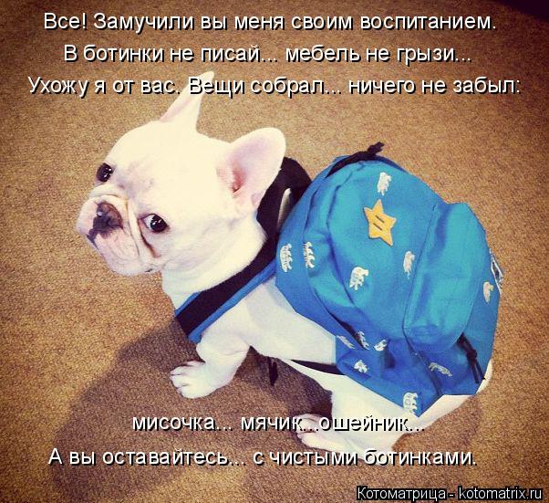 Котоматрица: Все! Замучили вы меня своим воспитанием. В ботинки не писай... мебель не грызи... Ухожу я от вас. Вещи собрал... ничего не забыл: мисочка... мячик..