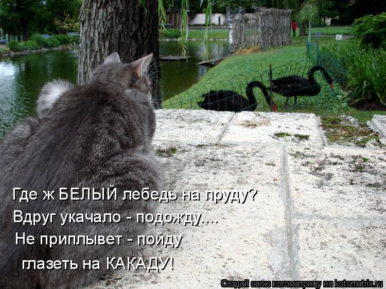 Котоматрица: Где ж БЕЛЫЙ лебедь на пруду? Вдруг укачало - подожду.... Не приплывет - пойду  глазеть на КАКАДУ!
