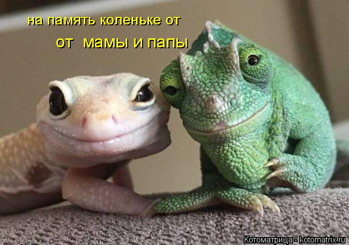 Котоматрица: на память коленьке от   от  мамы и папы