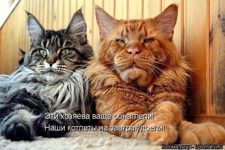 Эти хозяева ваще обнаглели! Наши котлеты на завтрак доели!... Котоматрица: Эти хозяева ваще обнаглели! Наши котлеты на завтрак доели!