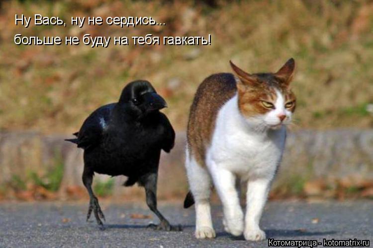 Ну Вась, ну не сердись... больше не буду на тебя гавкать!... Котоматрица: Ну Вась, ну не сердись... больше не буду на тебя гавкать!