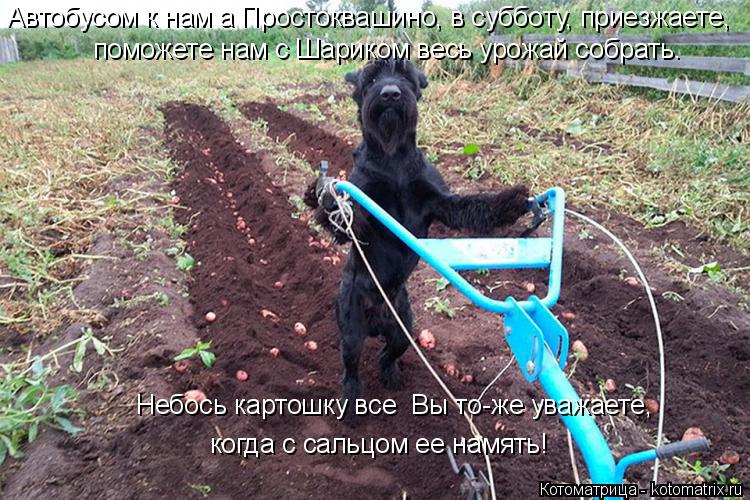 Котоматрица: поможете нам с Шариком весь урожай собрать. Автобусом к нам а Простоквашино, в субботу, приезжаете, Небось картошку все  Вы то-же уважаете, к?