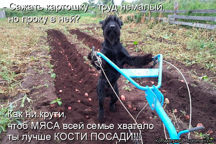 - Сажать картошку - труд немалый, но проку в ней? Как ни крути, чтоб МЯСА всей семье хватало ты луч... Котоматрица: - Сажать картошку - труд немалый, но проку в ней? Как ни крути, чтоб МЯСА всей семье хватало ты лучше КОСТИ ПОСАДИ!!!