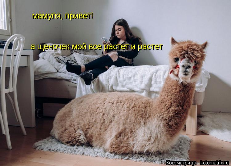 мамуля, привет! а щеночек мой все растет и растет... Котоматрица: мамуля, привет! а щеночек мой все растет и растет