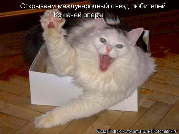 Открываем международный съезд любителей Кошачей оперы!... Котоматрица: Открываем международный съезд любителей Кошачей оперы!