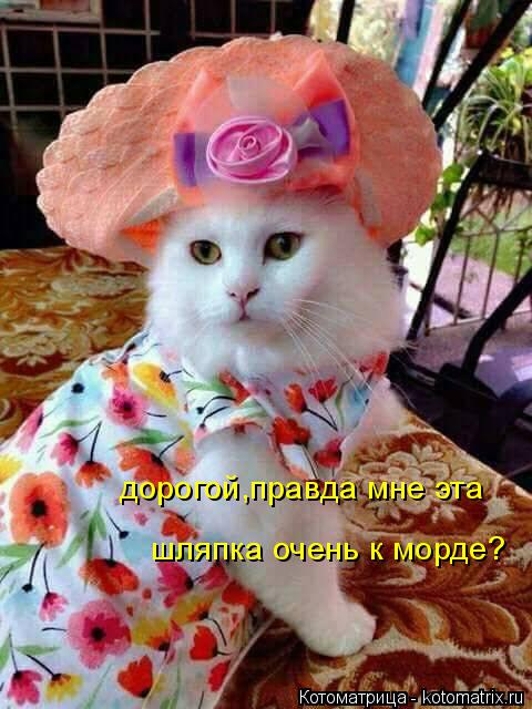 Котоматрица: дорогой,правда мне эта  шляпка очень к морде?