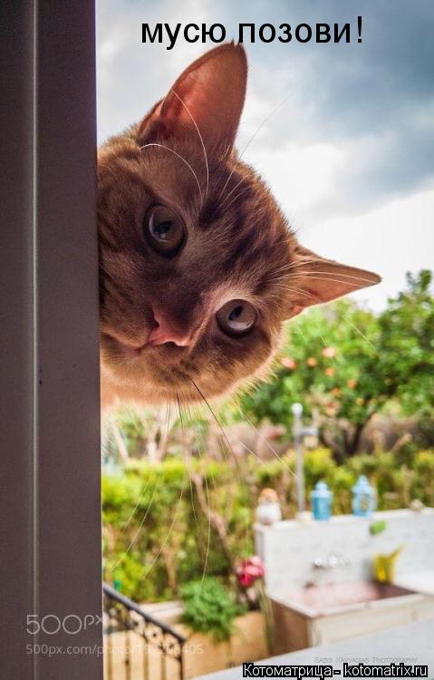 мусю позови!... Котоматрица: мусю позови!