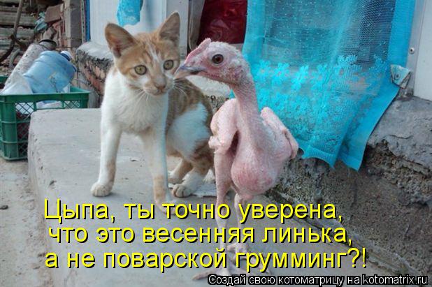 Цыпа, ты точно уверена, что это весенняя линька, а не поварской грумминг?!... Котоматрица: Цыпа, ты точно уверена, что это весенняя линька, а не поварской грумминг?!