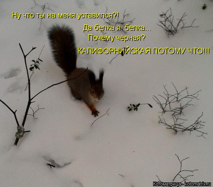 Ну что ты на меня уставился?! Да белка я, белка... Почему чёрная? КАЛИФОРНИЙСКАЯ ПОТОМУ ЧТО!!!... Котоматрица: Ну что ты на меня уставился?! Да белка я, белка... Почему чёрная? КАЛИФОРНИЙСКАЯ ПОТОМУ ЧТО!!!