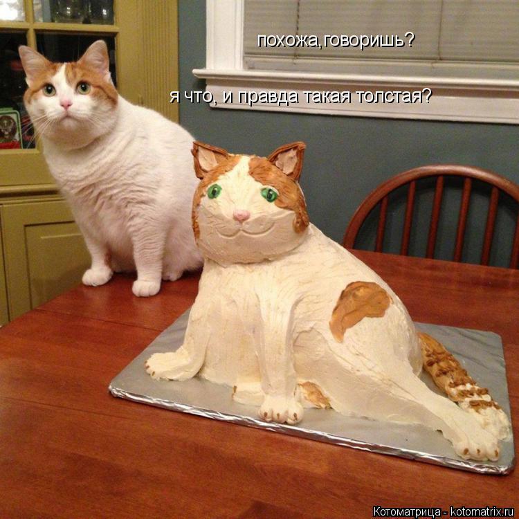 Котоматрица: похожа,говоришь? я что, и правда такая толстая?