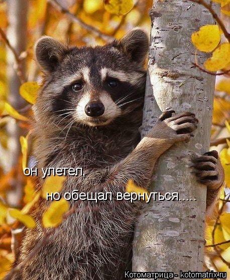 Котоматрица: он улетел, но обещал вернуться.....