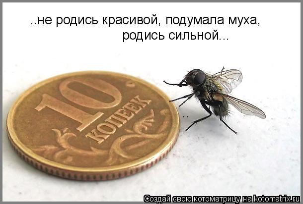 .. ..не родись красивой, подумала муха, родись сильной...... Котоматрица: .. ..не родись красивой, подумала муха, родись сильной...