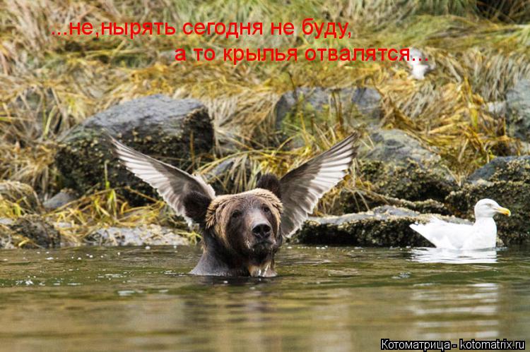 ...не,нырять сегодня не буду, а то крылья отвалятся...... Котоматрица: ...не,нырять сегодня не буду, а то крылья отвалятся...