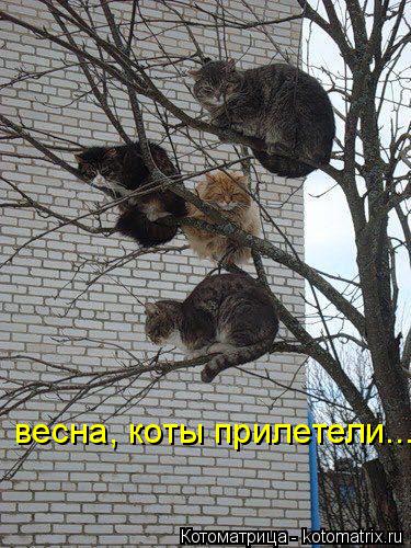 весна, коты прилетели....... Котоматрица: весна, коты прилетели....