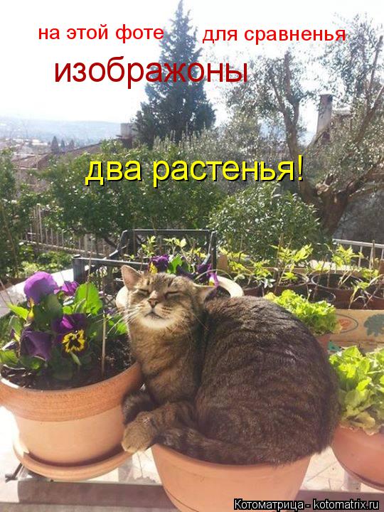 на этой фоте для сравненья изображоны два растенья!... Котоматрица: на этой фоте для сравненья изображоны два растенья!