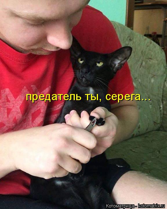 предатель ты, серега...... Котоматрица: предатель ты, серега...