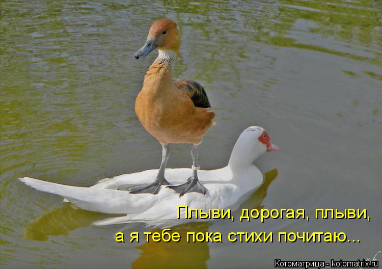 а я тебе пока стихи почитаю... Плыви, дорогая, плыви,... Котоматрица: а я тебе пока стихи почитаю... Плыви, дорогая, плыви,