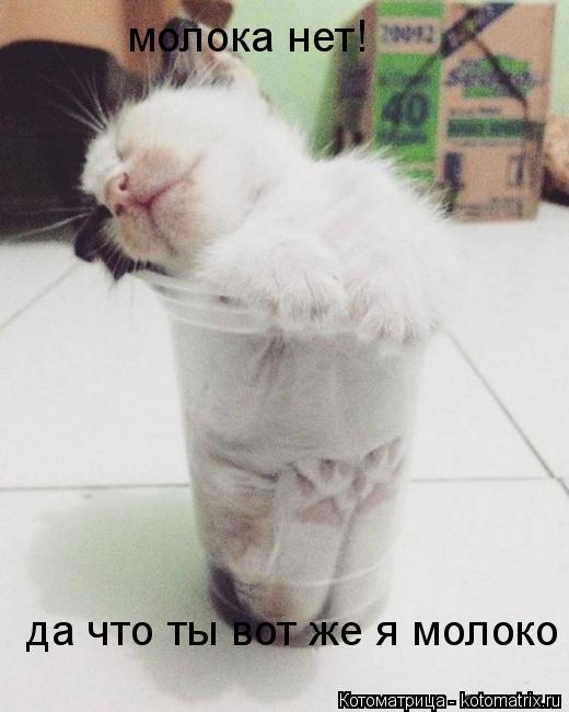 молока нет! да что ты вот же я молоко... Котоматрица: молока нет! да что ты вот же я молоко