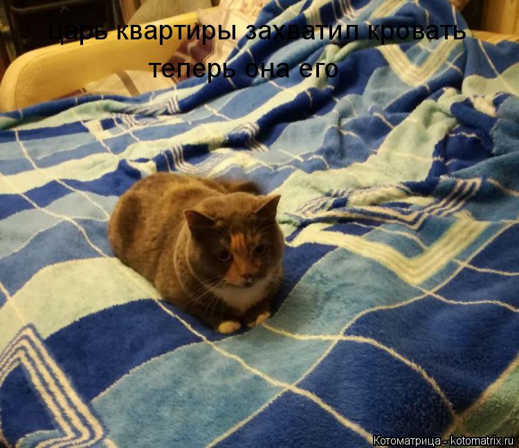 царь квартиры захватил кровать теперь она его... Котоматрица: царь квартиры захватил кровать теперь она его