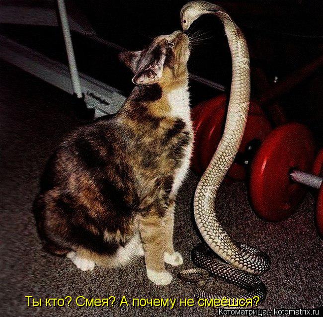 Ты кто? Смея? А почему не смеёшся?... Котоматрица: Ты кто? Смея? А почему не смеёшся?