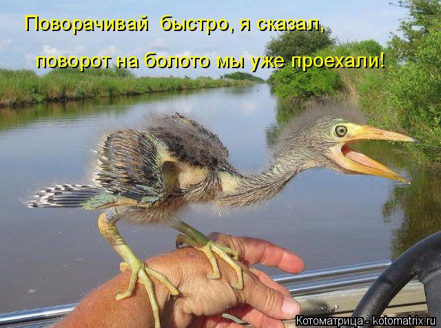 поворот на болото мы уже проехали! Поворачивай быстро, я сказал,... Котоматрица: поворот на болото мы уже проехали! Поворачивай быстро, я сказал,