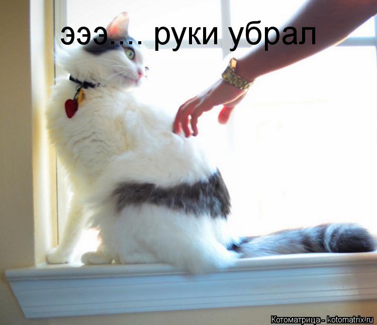 эээ.... руки убрал... Котоматрица: эээ.... руки убрал