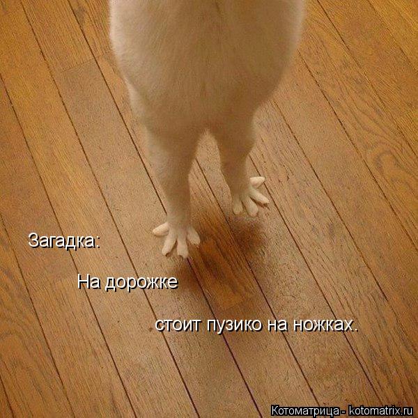 Загадка: На дорожке стоит пузико на ножках.... Котоматрица: Загадка: На дорожке стоит пузико на ножках.