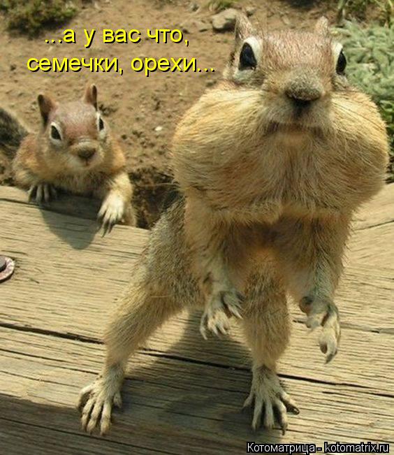 ...а у вас что, семечки, орехи...... Котоматрица: ...а у вас что, семечки, орехи...