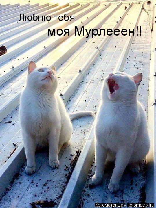 Люблю тебя, моя Мурлееен!!... Котоматрица: Люблю тебя, моя Мурлееен!!