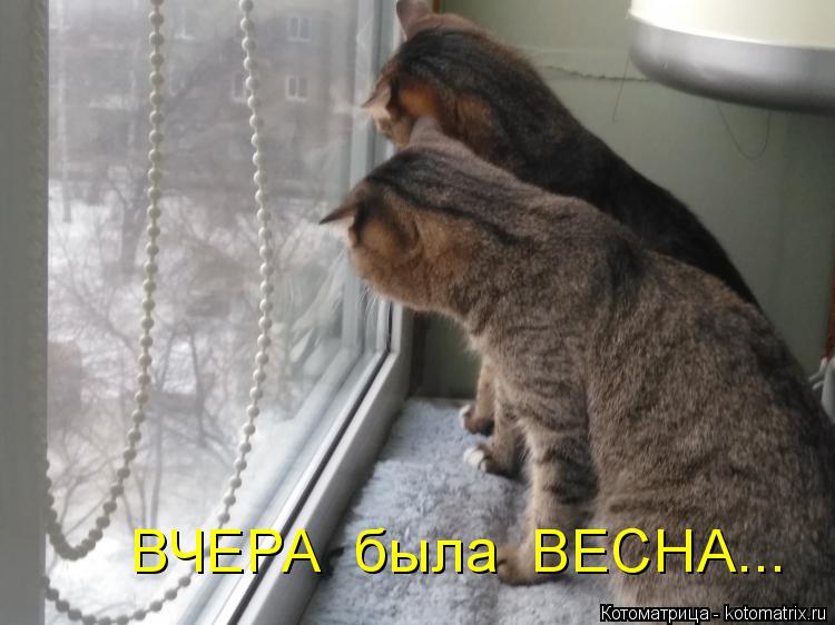 ВЧЕРА была ВЕСНА...... Котоматрица: ВЧЕРА была ВЕСНА...