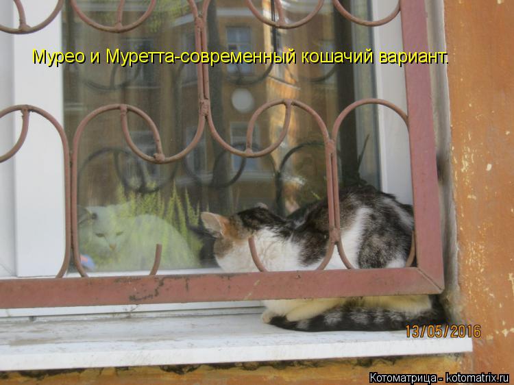 Котоматрица: Мурео и Муретта-современный кошачий вариант.