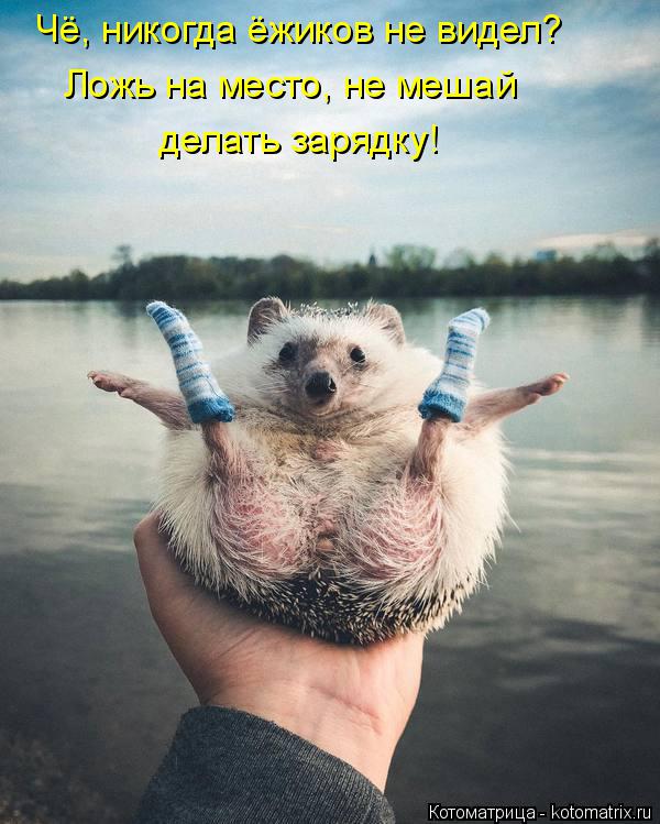 Чё, никогда ёжиков не видел? Ложь на место, не мешай делать зарядку!... Котоматрица: Чё, никогда ёжиков не видел? Ложь на место, не мешай делать зарядку!