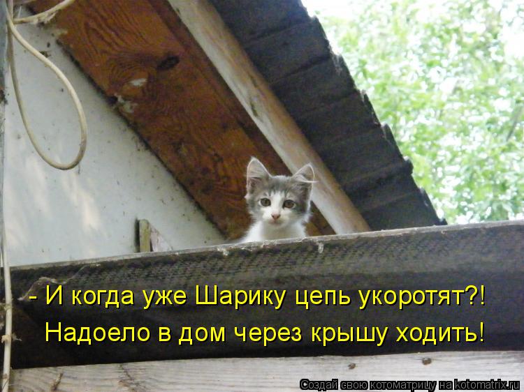- И когда уже Шарику цепь укоротят?! Надоело в дом через крышу ходить!... Котоматрица: - И когда уже Шарику цепь укоротят?! Надоело в дом через крышу ходить!