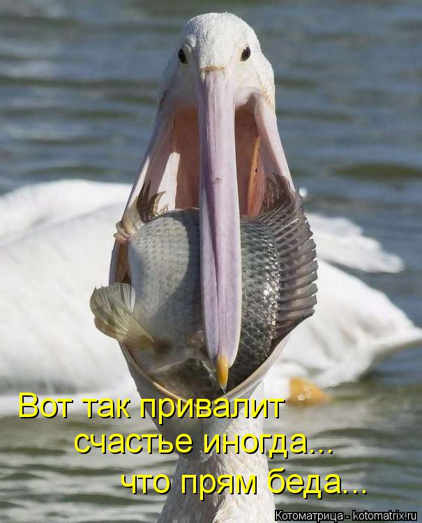 Котоматрица: Вот так привалит  счастье иногда... что прям беда...