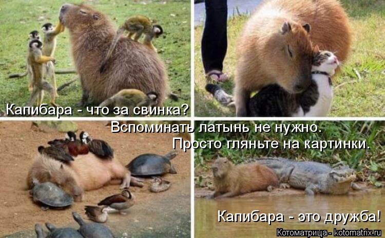 Вспоминать латынь не нужно. Просто гляньте на картинки. Капибара - это дружба! Капибара - что за сви... Котоматрица: Вспоминать латынь не нужно. Просто гляньте на картинки. Капибара - это дружба! Капибара - что за свинка?