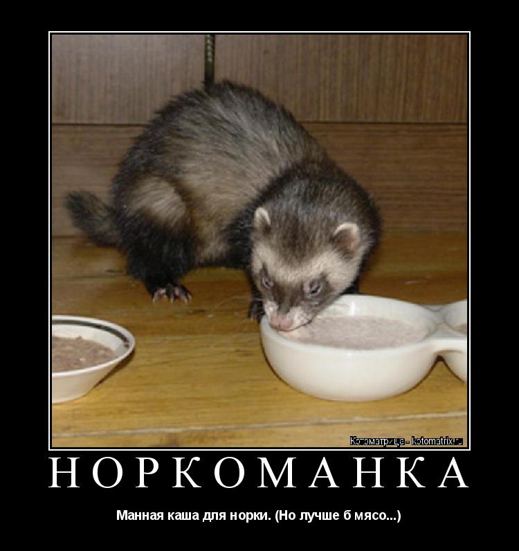НОРКОМАНКА Манная каша для норки. (Но лучше б мясо...)... Котоматрица: НОРКОМАНКА Манная каша для норки. (Но лучше б мясо...)
